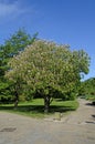 Indian horse chest nut, Aesculus indica