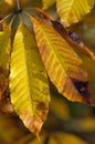 Indian Horse Chestnut - Aesculus indica