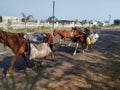 Indian horses loaded by Gypsy`s