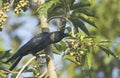 Indian house crow-3 Royalty Free Stock Photo