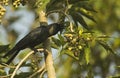 Indian house crow-3a Royalty Free Stock Photo