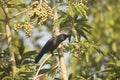 Indian house crow Royalty Free Stock Photo