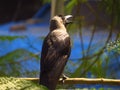 Indian House Crow Royalty Free Stock Photo