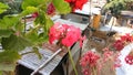 Indian household gardening in balcony.