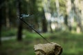 Indian incense lit smoking stick against the forest.