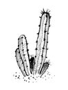 Indian ink hand drawn sketch of young cactus