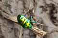 Indian insect, rain bow shaded, beautiful insect