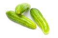 Indian Ivy Gourd - also known as Tendli Royalty Free Stock Photo