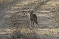 An Indian jackal standing on the path looking warily.