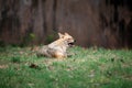 Indian jackal Royalty Free Stock Photo