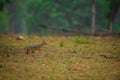 Indian Jackal, Canis aureus indicus closeup in a green background with blue hue Royalty Free Stock Photo