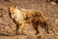 Indian jackal or Canis aureus indicus or golden jackal in action at ranthambore national park or tiger reserve sawai madhopur Royalty Free Stock Photo