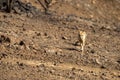 Indian jackal or Canis aureus indicus subspecies of golden jackal head on at ranthambore national park or tiger reserve sawai Royalty Free Stock Photo