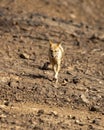 Indian jackal or Canis aureus indicus subspecies of golden jackal head on at ranthambore national park or tiger reserve sawai Royalty Free Stock Photo