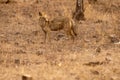 Indian jackal or Canis aureus indicus subspecies of golden jackal at keoladeo national park or bharatpur bird sanctuary rajasthan Royalty Free Stock Photo