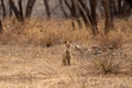 Indian jackal or Canis aureus indicus subspecies of golden jackal at keoladeo national park or bharatpur bird sanctuary rajasthan Royalty Free Stock Photo