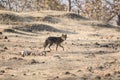 Indian Jackal or Golden Jackal