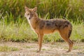 Indian Jackal