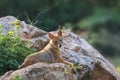 Indian jackal on a rock in wilderness Royalty Free Stock Photo