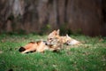 Indian jackals Royalty Free Stock Photo