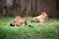 Indian jackals Royalty Free Stock Photo