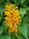 An Indian jacobinia flower plant known as Justicia carnea, Brazilian plumes, Brazilian plumes, or Brazilian-plumes