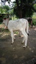 Indian jangle photo  and cow child photo Royalty Free Stock Photo