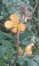 Indian jangali flower in indian jungal . Flower is lovely