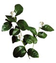 indian Jasmine flower bud and single green leaf