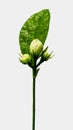 indian Jasmine flower bud and single leaf