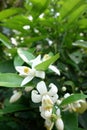 Indian Jasmine Flower