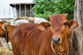 Indian jersey cow Royalty Free Stock Photo