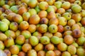 Indian Jujube