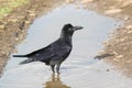 Indian Jungle Crow