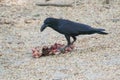 Indian Jungle Crow or Long billed Crow