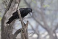 Indian Jungle Crow sitting on a dry branch at the edge of a fore