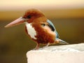 Indian Kingfisher Royalty Free Stock Photo