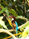 Indian Kingfisher sitting on tree Royalty Free Stock Photo