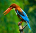 Indian Kingfisher waiting for hunting something Royalty Free Stock Photo