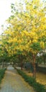 Indian Laburnum tree Royalty Free Stock Photo