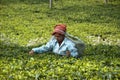 Indian lady picking tea leaves