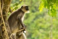 An Indian Languor siting on a tree