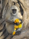 Indian Langur Royalty Free Stock Photo