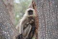 Indian langur and baby at crocodile bark trees