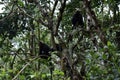 Indian langur