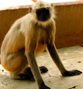 Indian Langur Monkey Royalty Free Stock Photo
