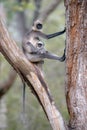 Indian langur monkey in the nature habitat. Royalty Free Stock Photo