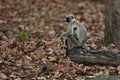 Indian langur monkey in the nature habitat Royalty Free Stock Photo