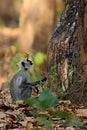 Indian langur monkey in the nature habitat Royalty Free Stock Photo