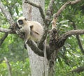 Indian langur -9 Royalty Free Stock Photo